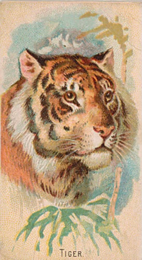 41 Tiger